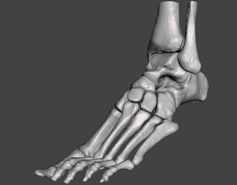 Left Foot - male 3D model_16