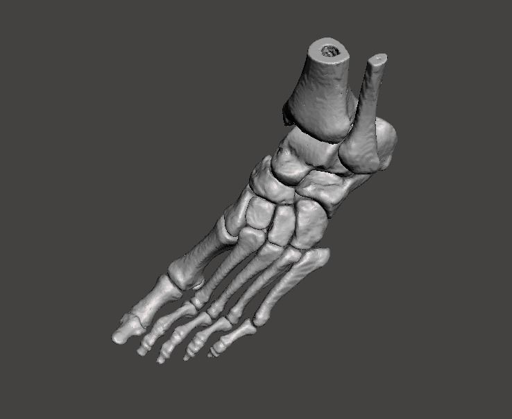 Left Foot - male 3D model_13