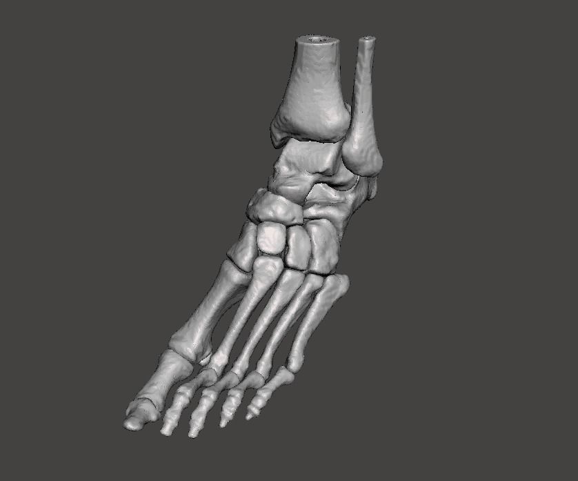 Left Foot - male 3D model_29