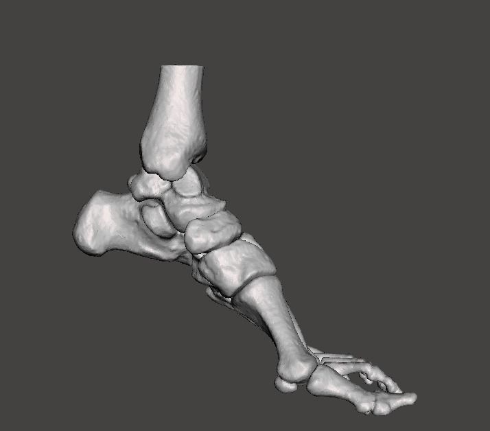 Left Foot - male 3D model_12