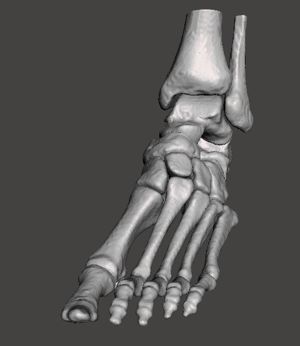 Left Foot - male 3D model_14