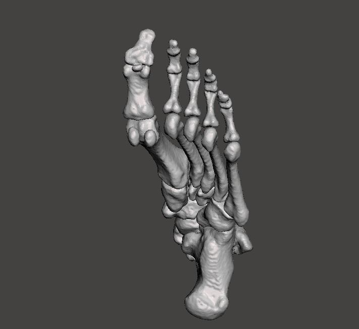 Left Foot - male 3D model_11