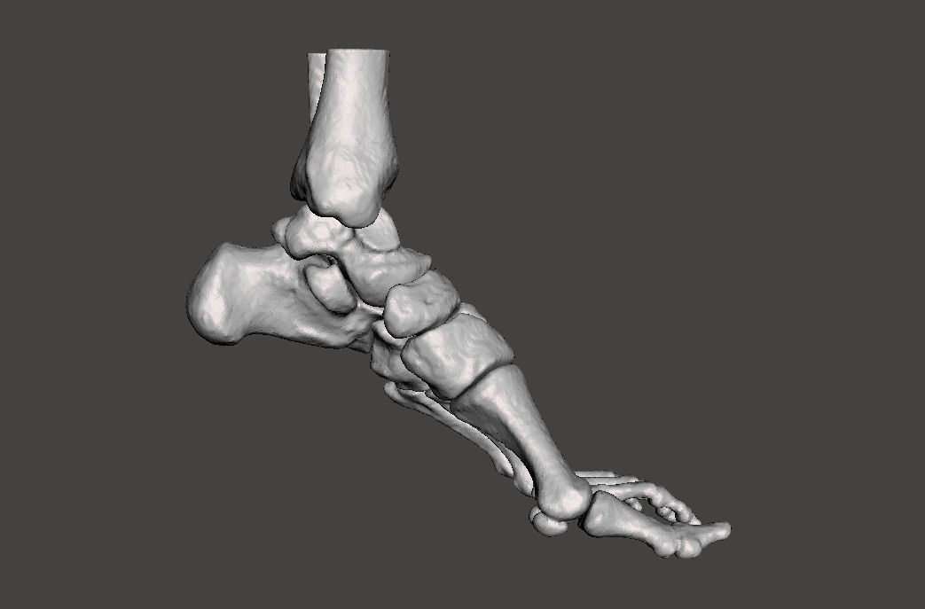 Left Foot - male 3D model_24