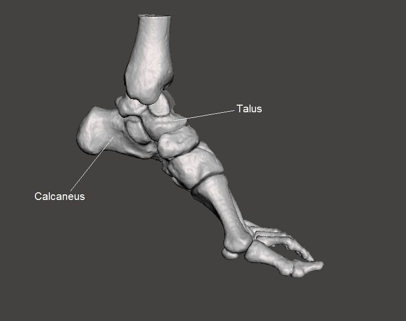Left Foot - male 3D model_4