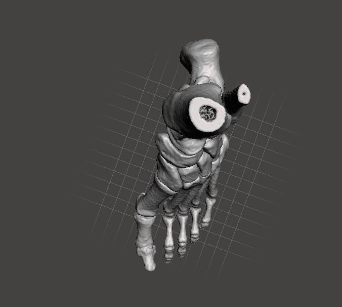 Left Foot - male 3D model_10