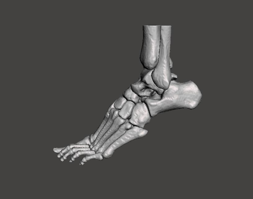 Left Foot - male 3D model_28