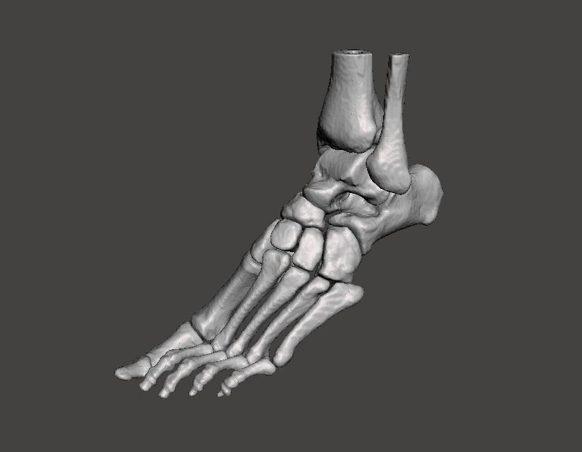 Left Foot - male 3D model_30