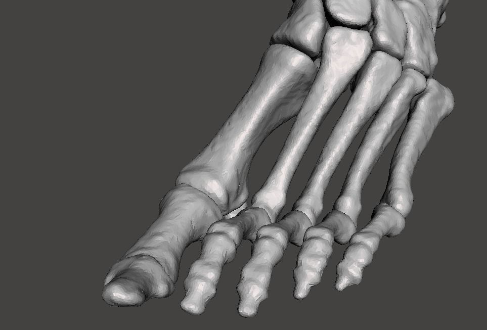 Left Foot - male 3D model_23