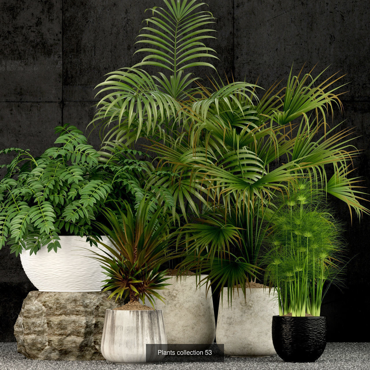 Plants collection vol 02 _2