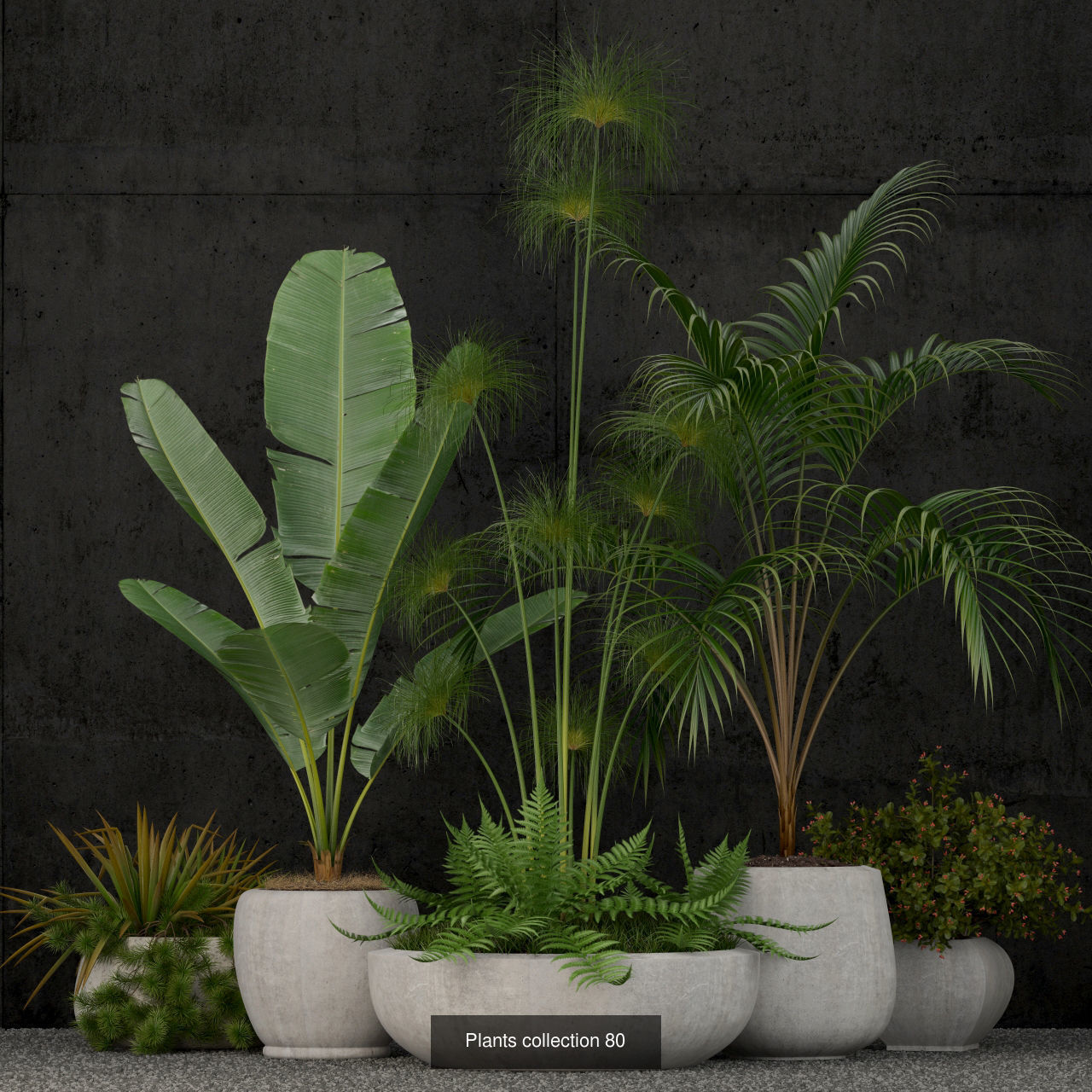 Plants collection vol 02 _3