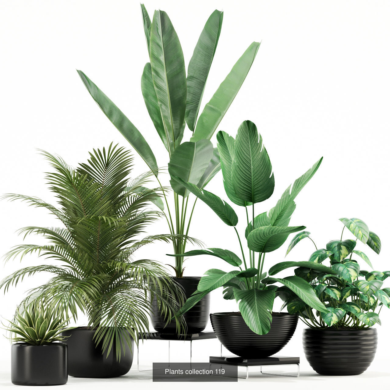 Plants collection vol 02 _7