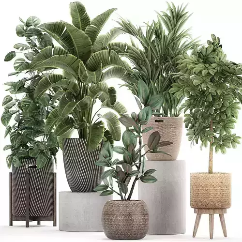 Ornamental plants in a rattan basket 778
