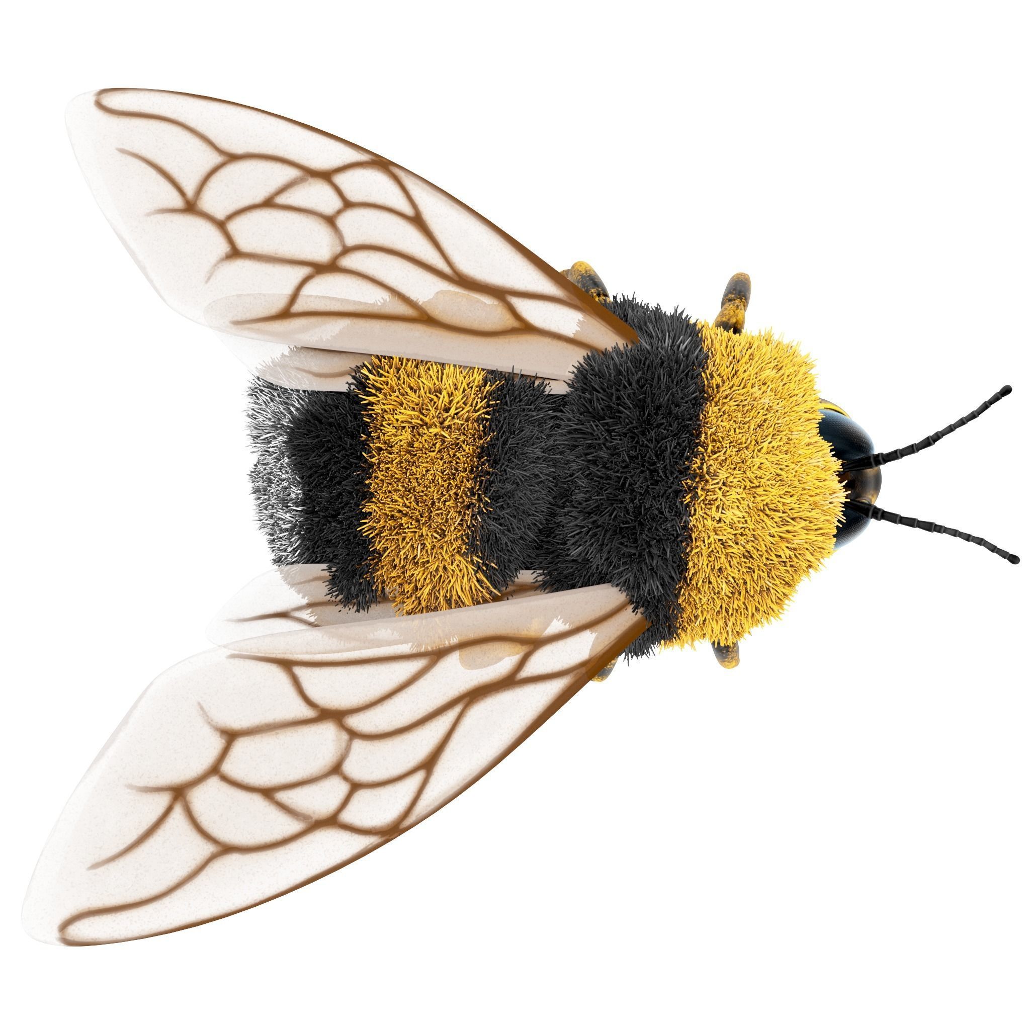 Bumblebee cartoon Low-poly 3D model_7