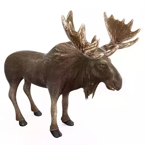 Moose cartoon 3D model