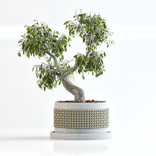Clove bonsai 3D model