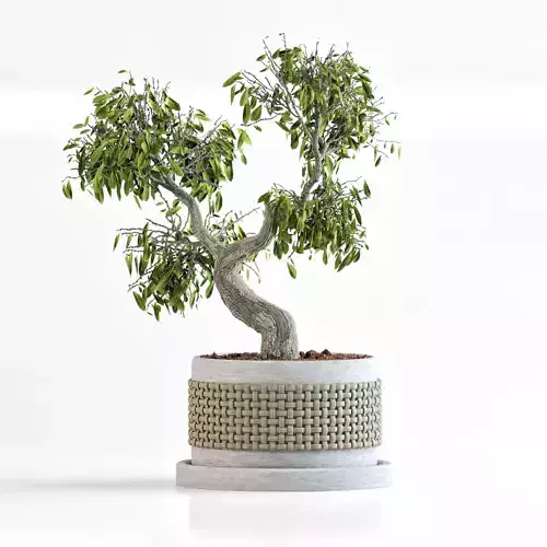Clove bonsai 3D model
