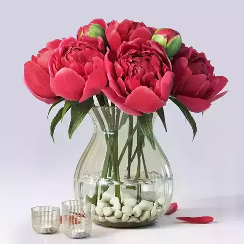 Flowers Peony 3D model
