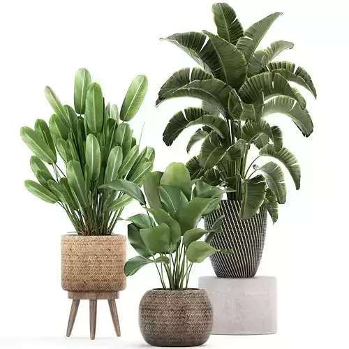 Ornamental plants in a rattan basket 779 3D model