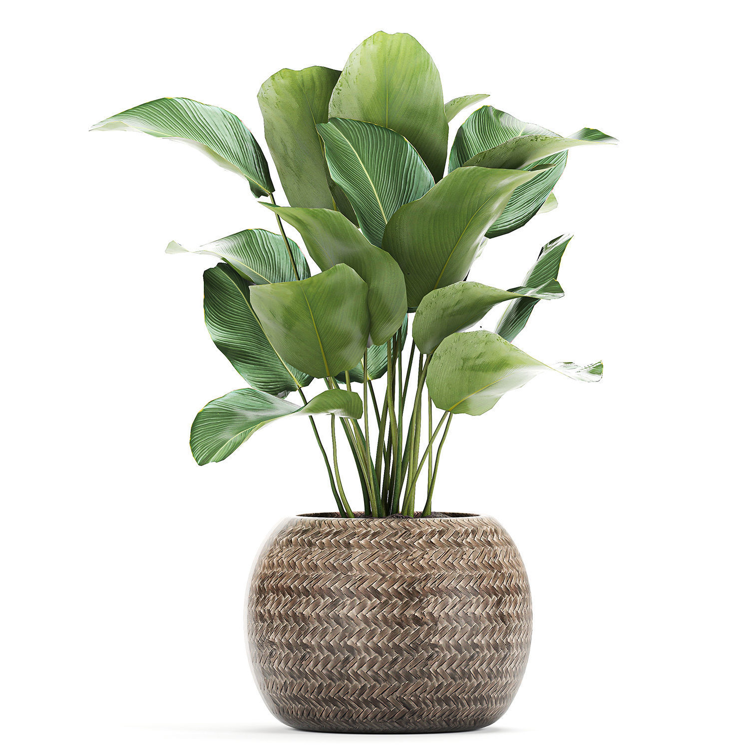 Ornamental plants in a rattan basket 779 3D model_3