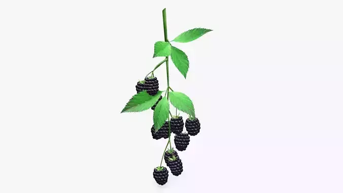 Blackberries with leaves on branch 3D model