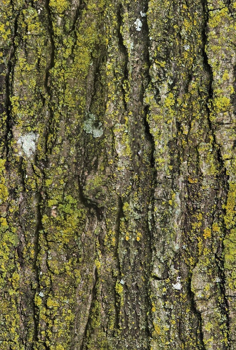 low poly tree four trees Low-poly 3D model_5