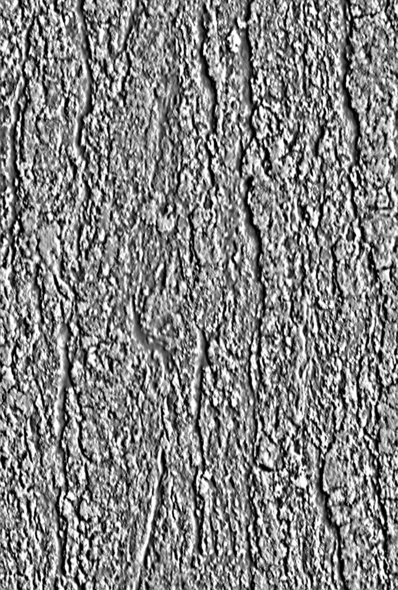 low poly tree four trees Low-poly 3D model_3