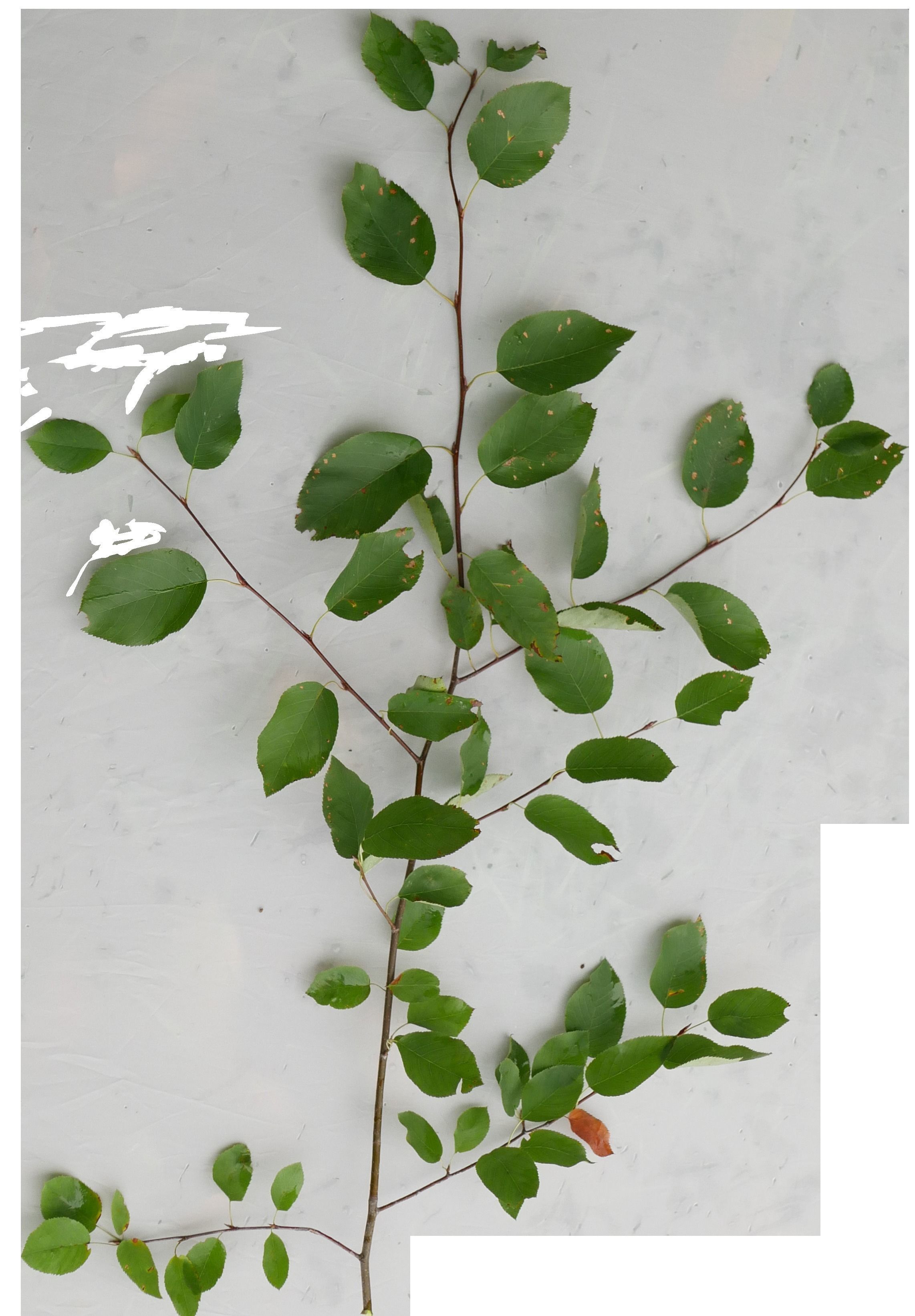 low poly tree four trees Low-poly 3D model_6