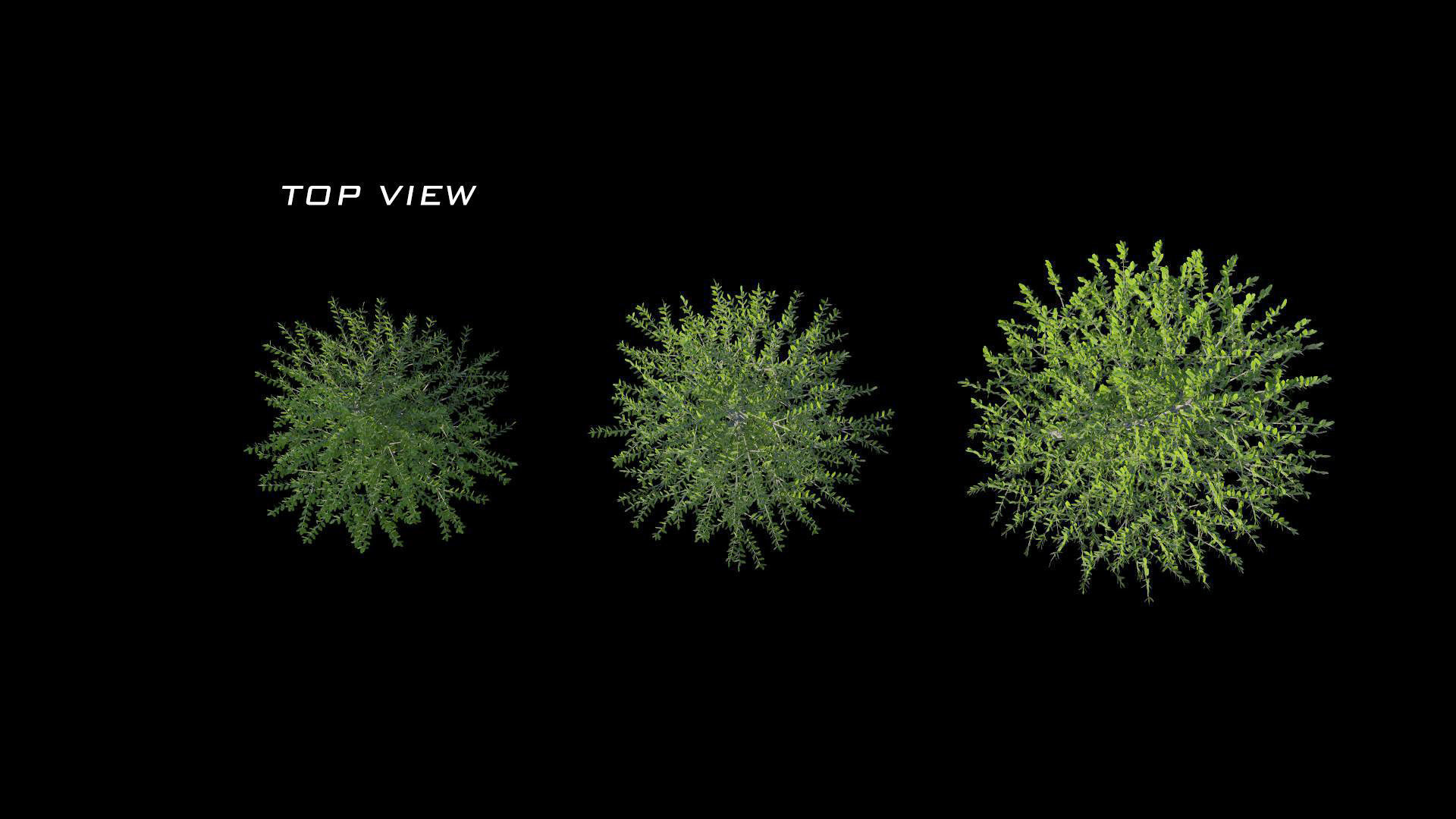 Cercidiphyllum japonicum katsura tree 3D model_1