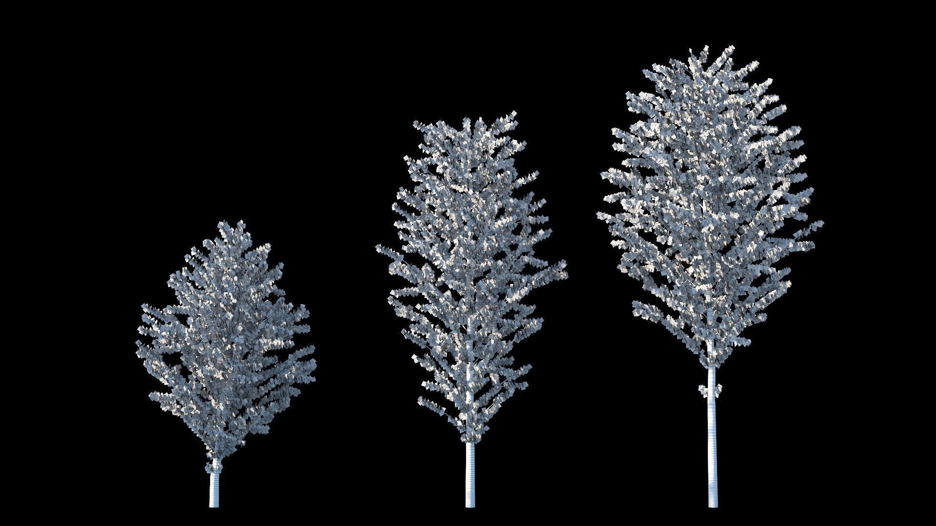 Cercidiphyllum japonicum katsura tree 3D model_2