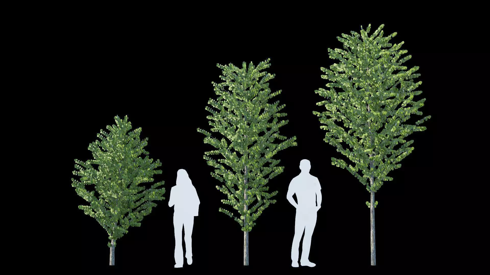 Cercidiphyllum japonicum katsura tree 3D model_0