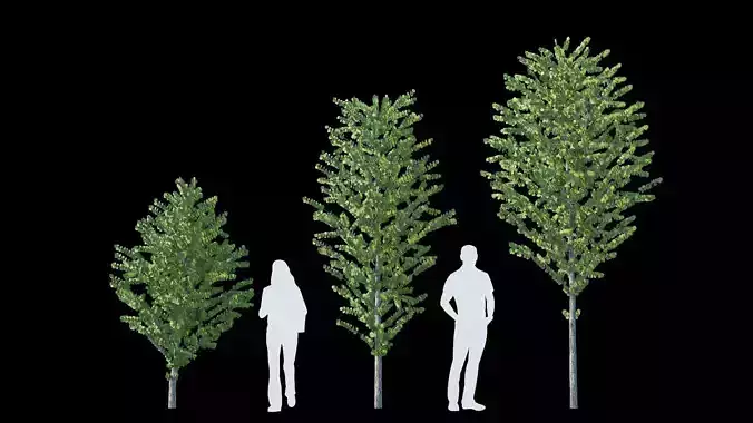 Cercidiphyllum japonicum katsura tree 3D model