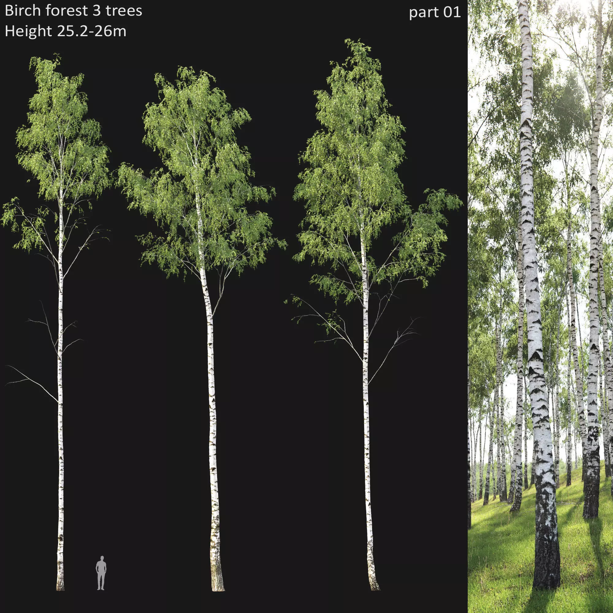 Birch forest part 01 3D model_0