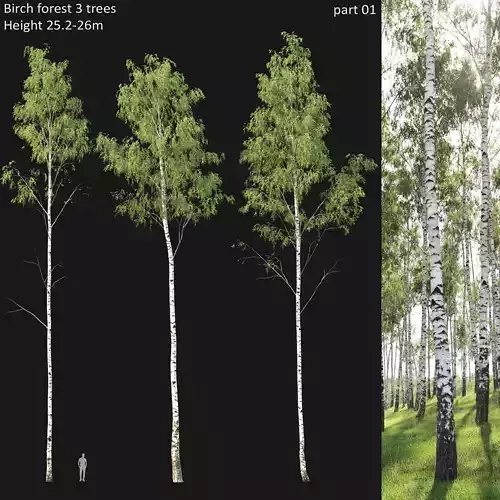 Birch forest part 01 3D model