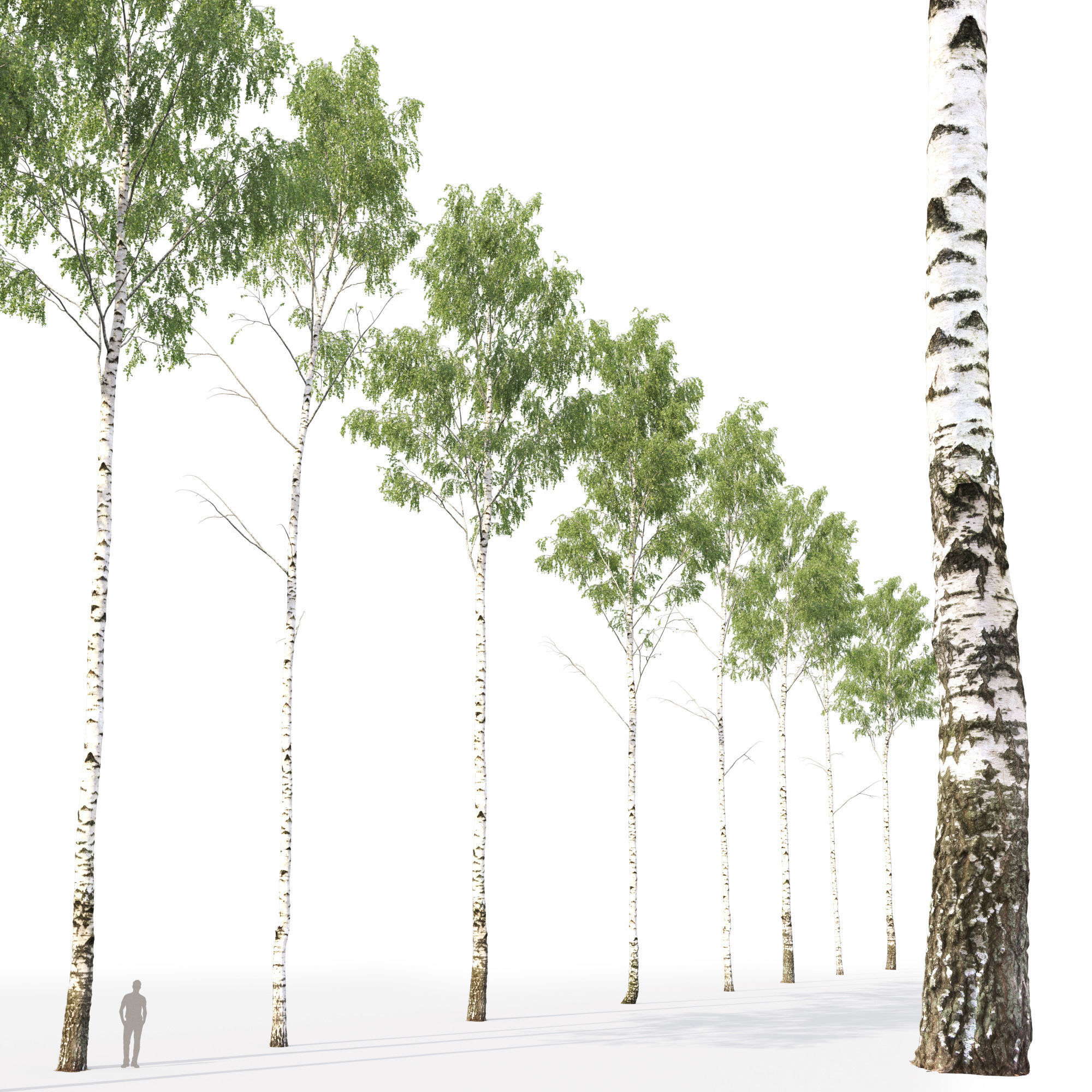 Birch forest part 01 3D model_4