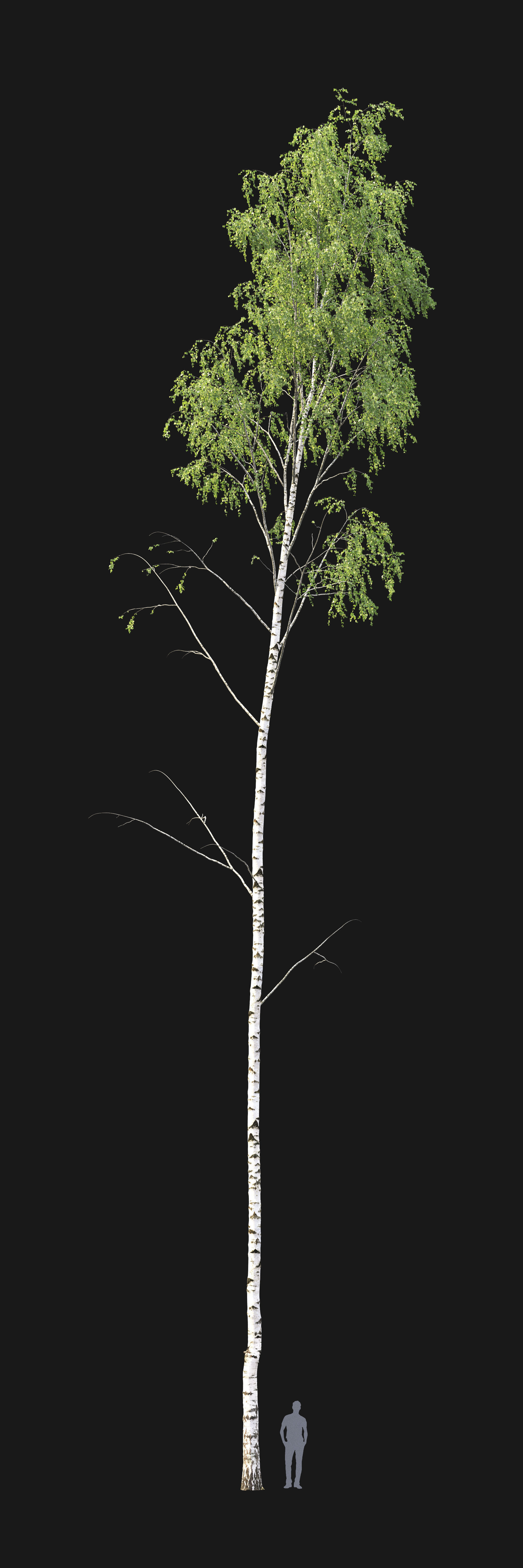 Birch forest part 01 3D model_1