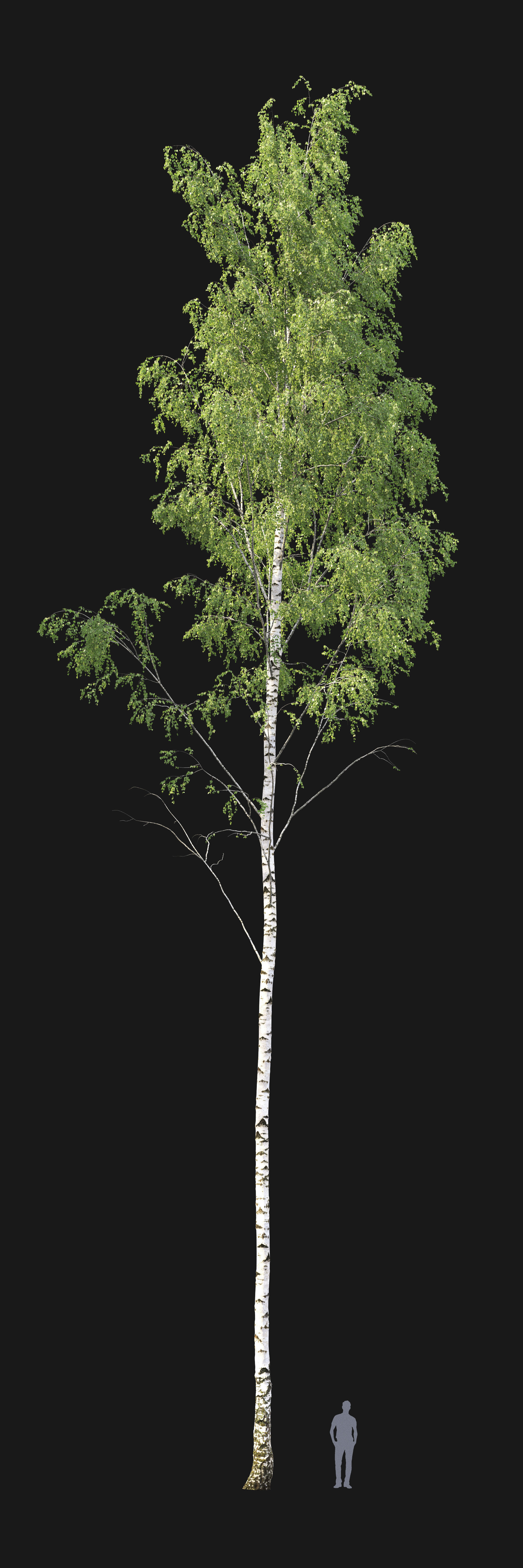 Birch forest part 01 3D model_3
