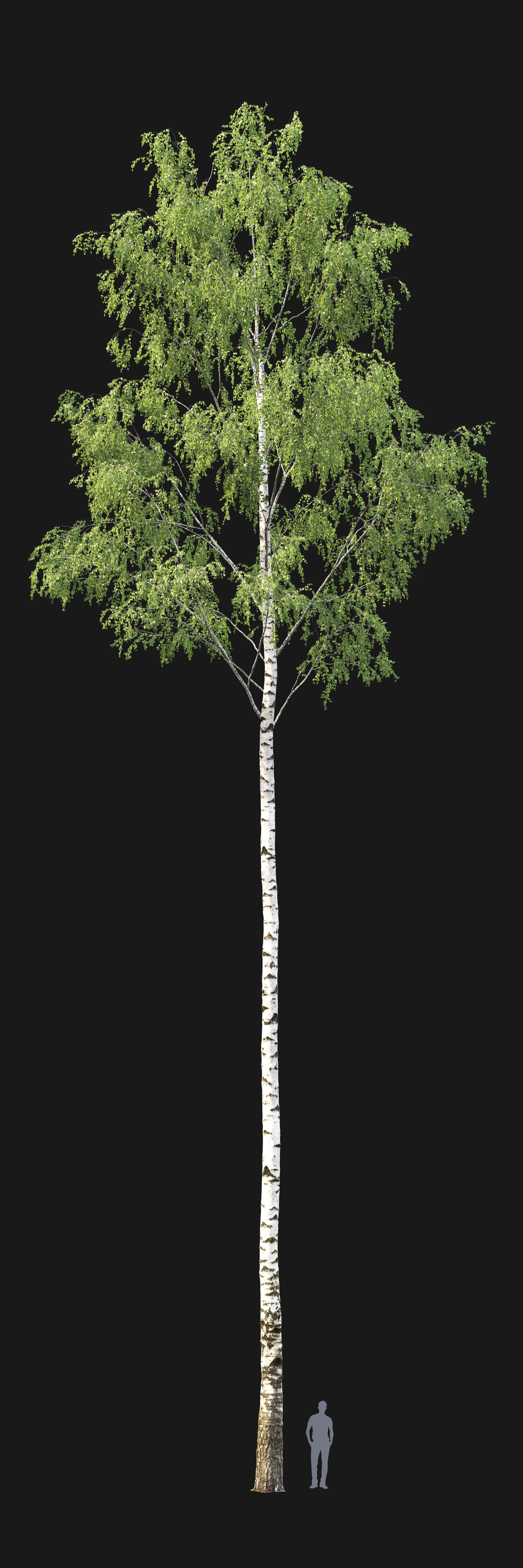 Birch forest part 01 3D model_2