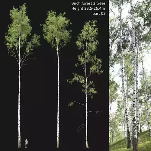 Birch forest part 02