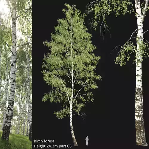 Birch forest part 03