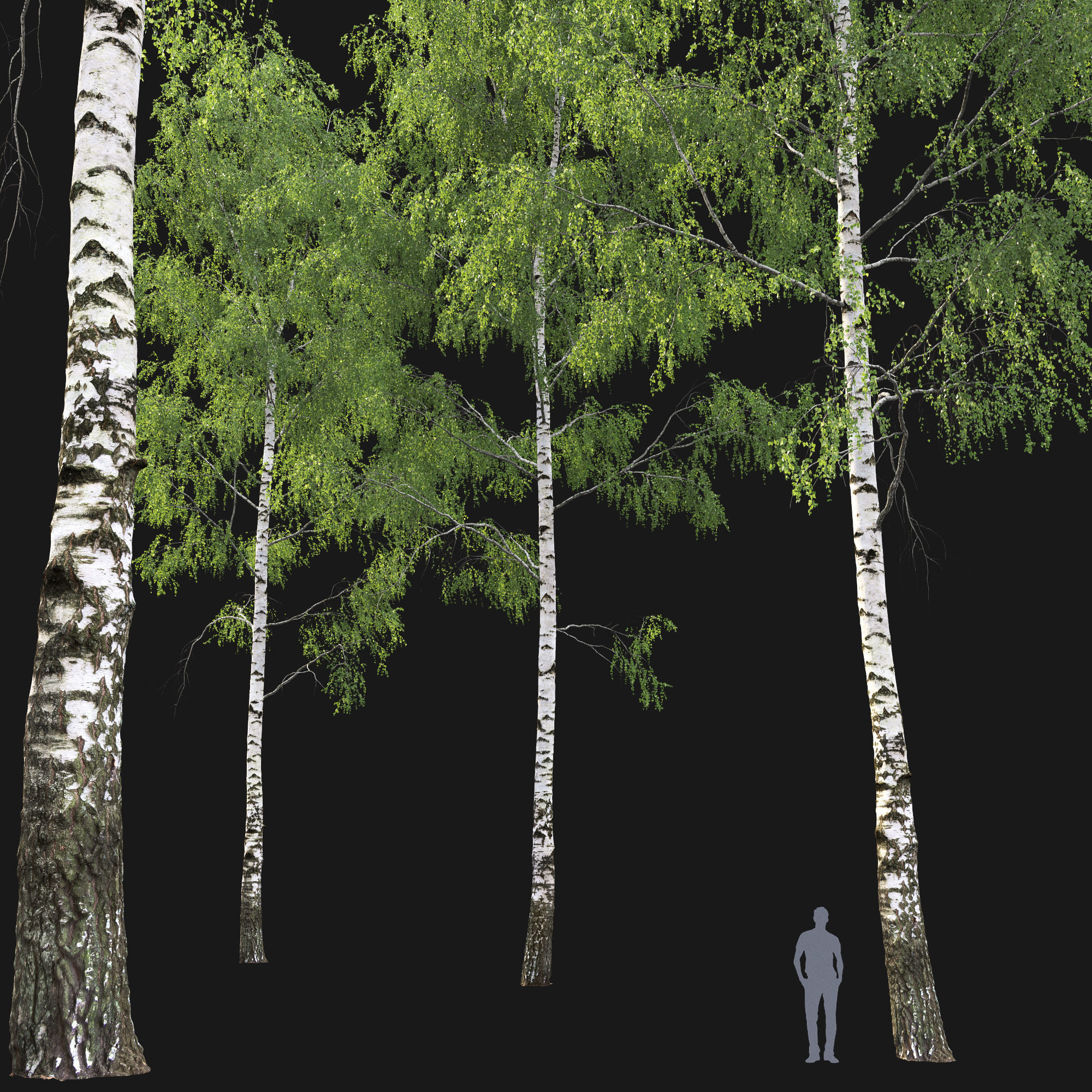 Birch forest part 04 3D model_3