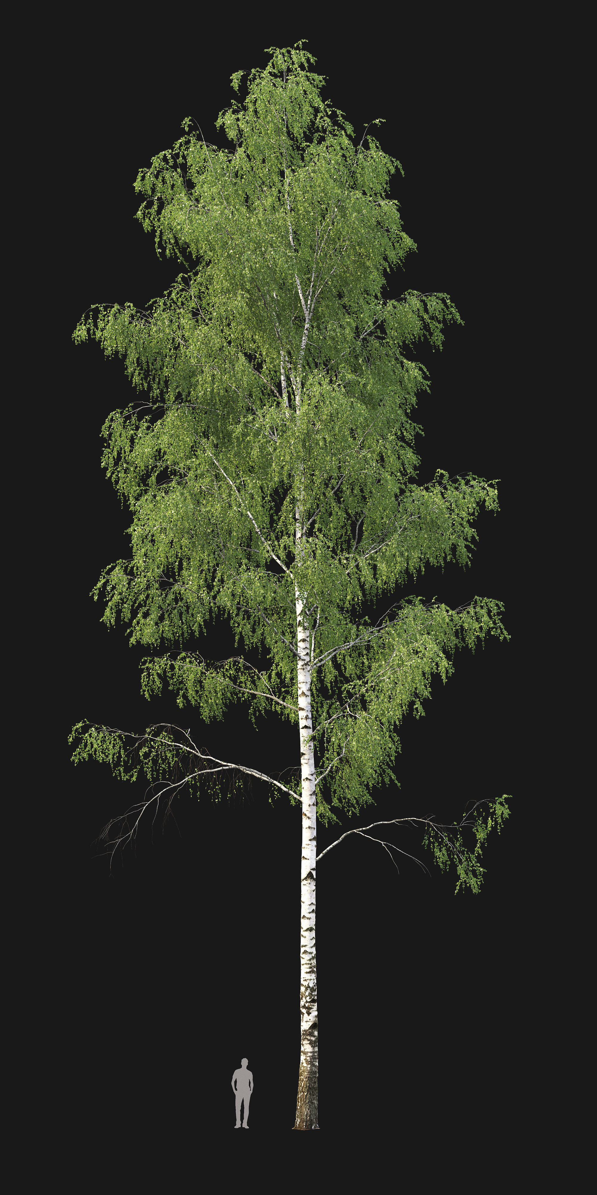 Birch forest part 04 3D model_1