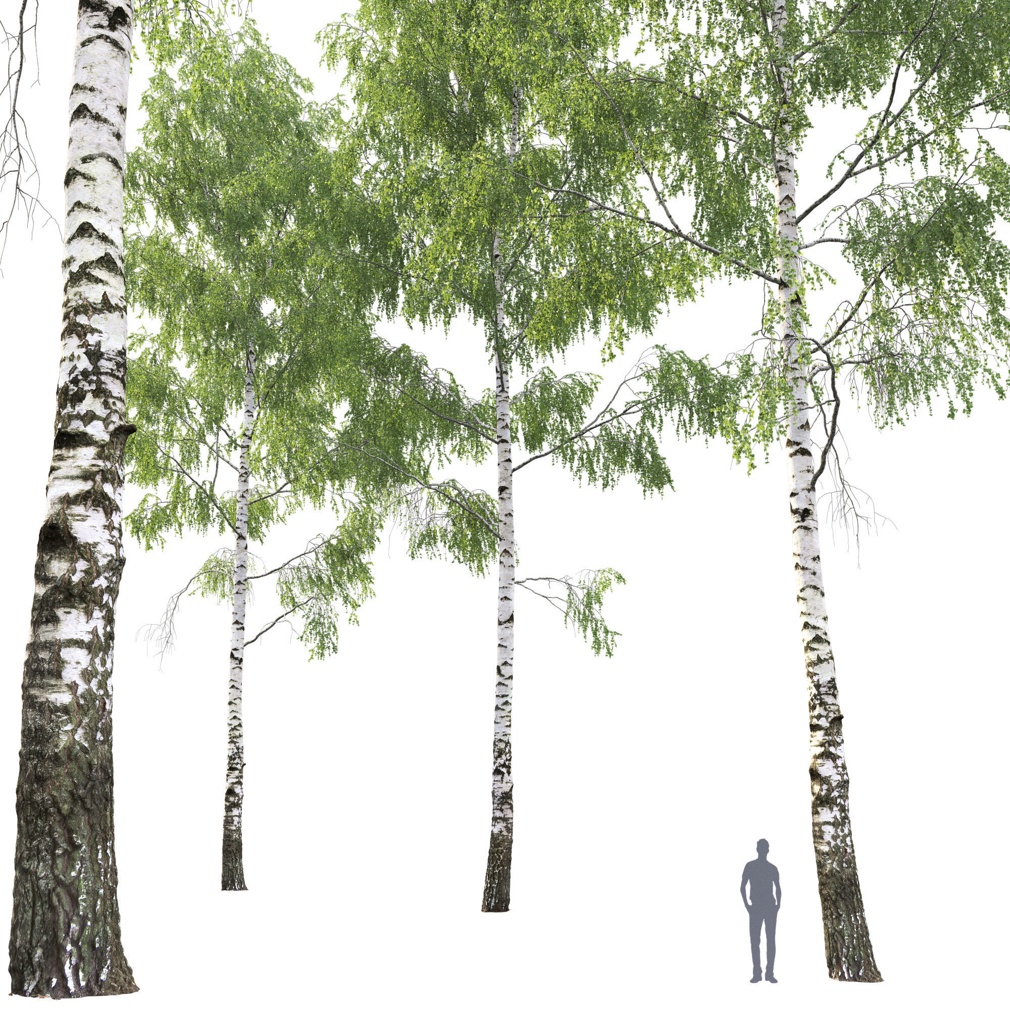 Birch forest part 04 3D model_2