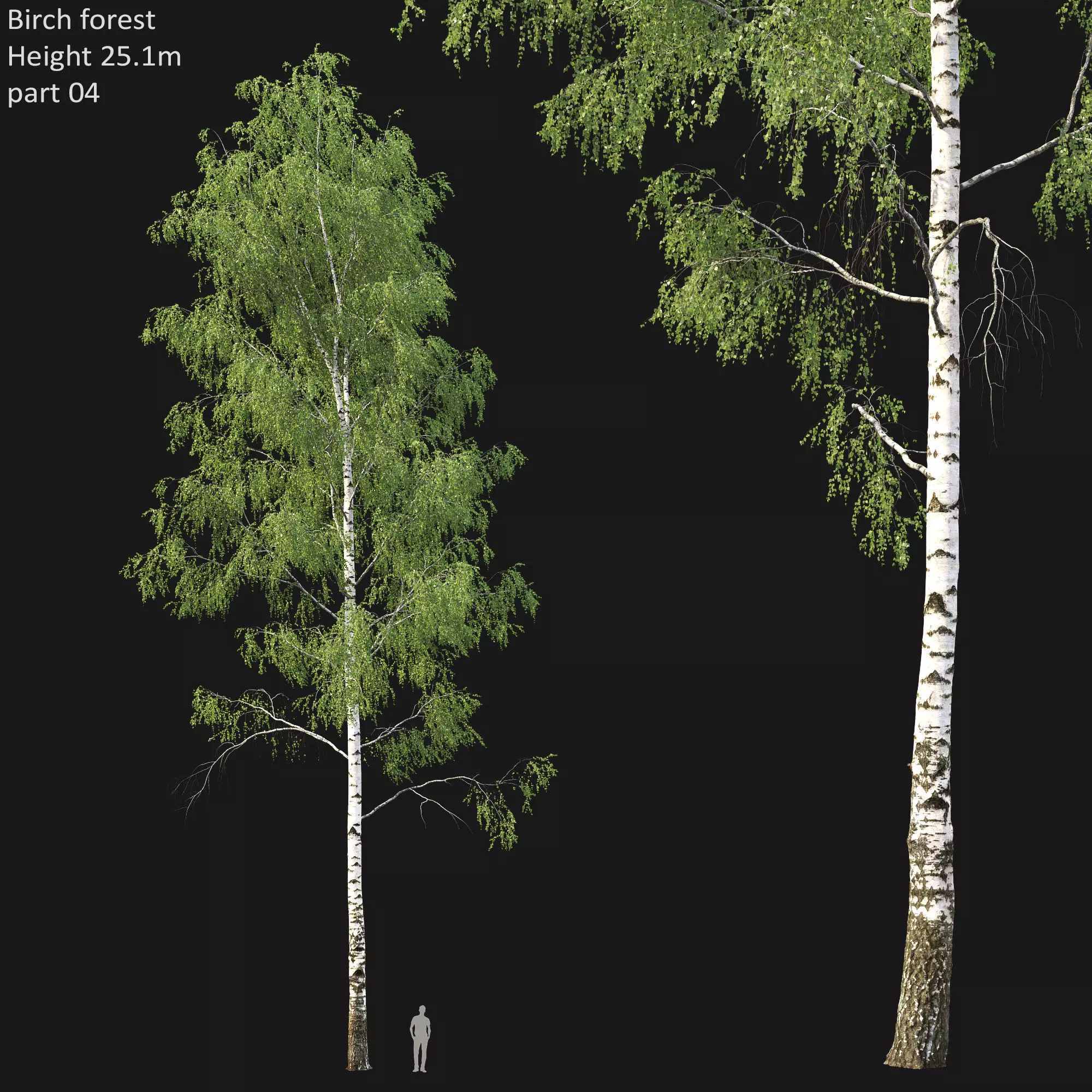 Birch forest part 04 3D model_0