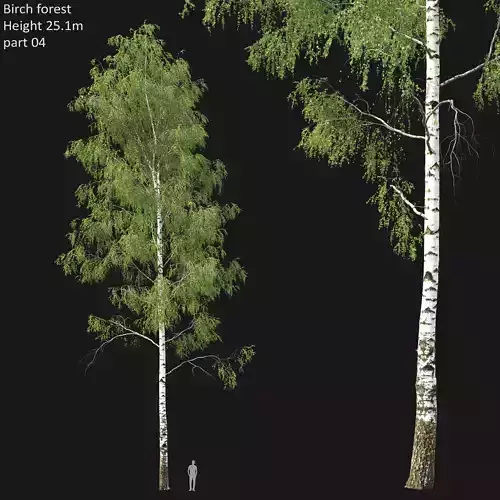 Birch forest part 04 3D model