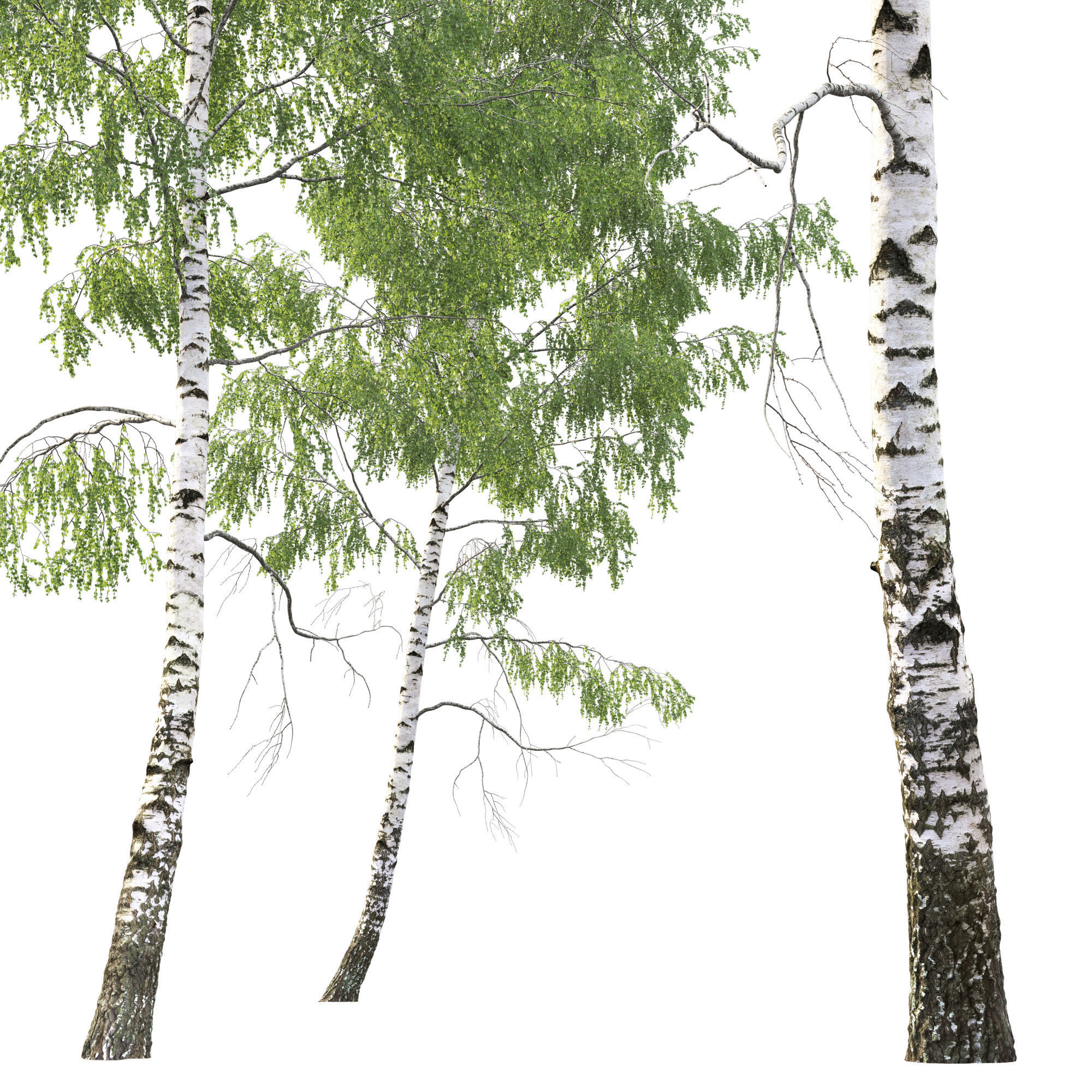 Birch forest part 05 3D model_2