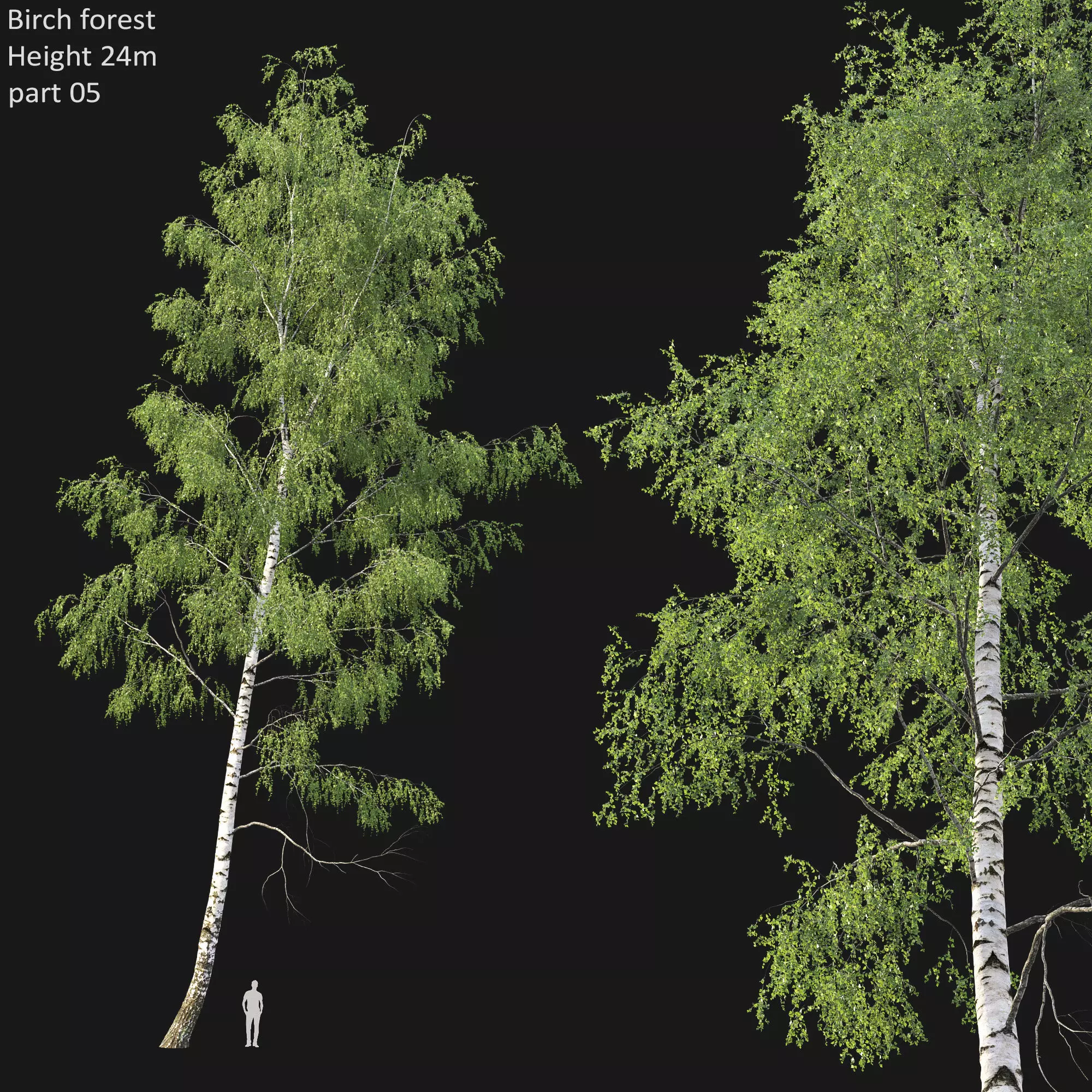 Birch forest part 05 3D model_0
