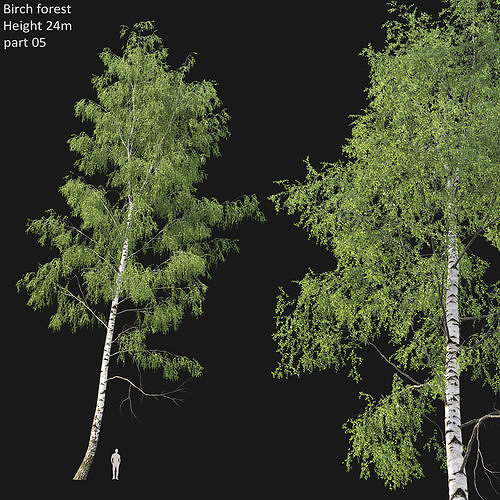 Birch forest part 05 3D model