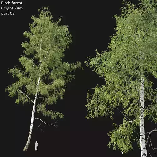 Birch forest part 05 3D model