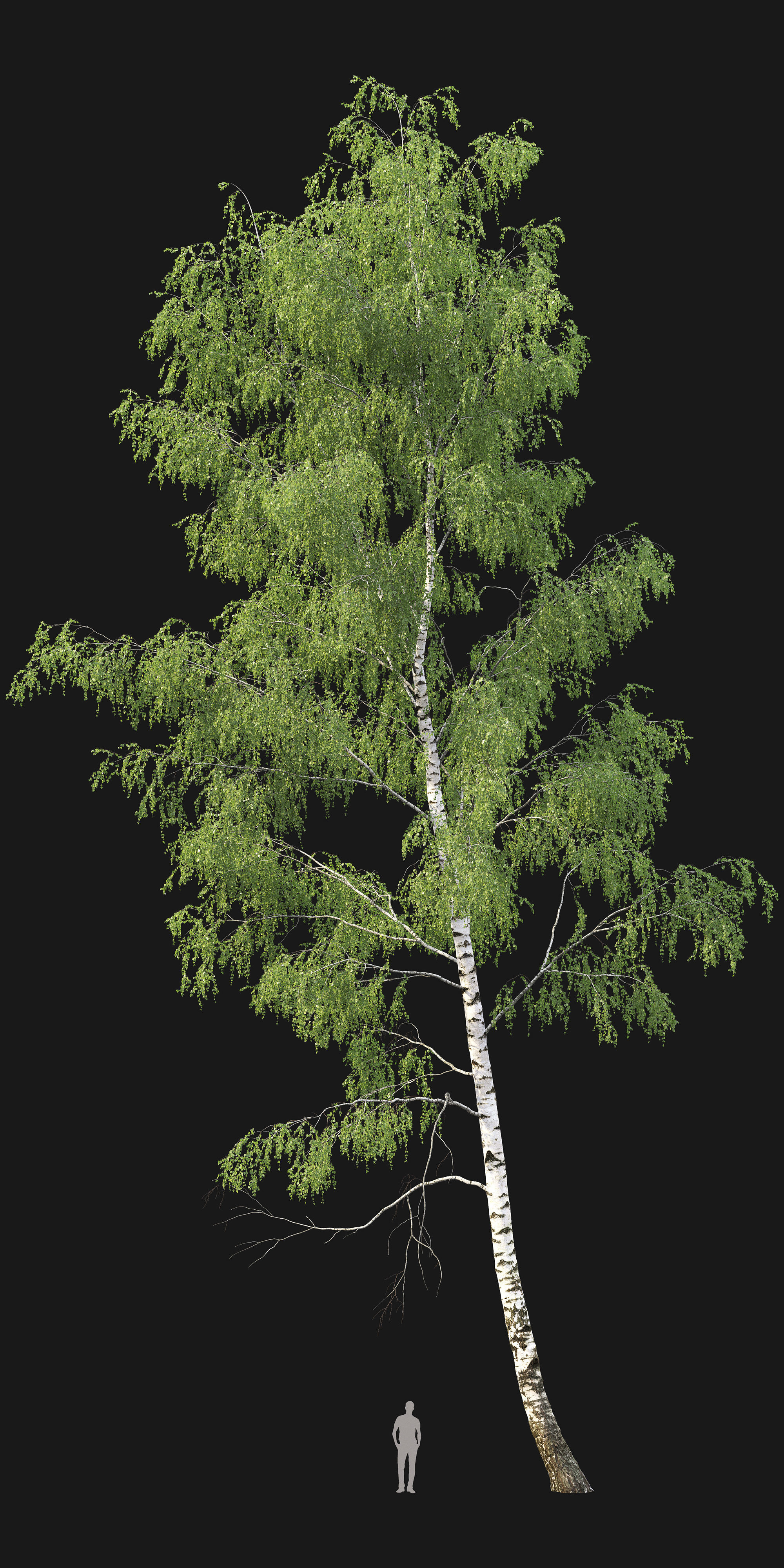 Birch forest part 05 3D model_1