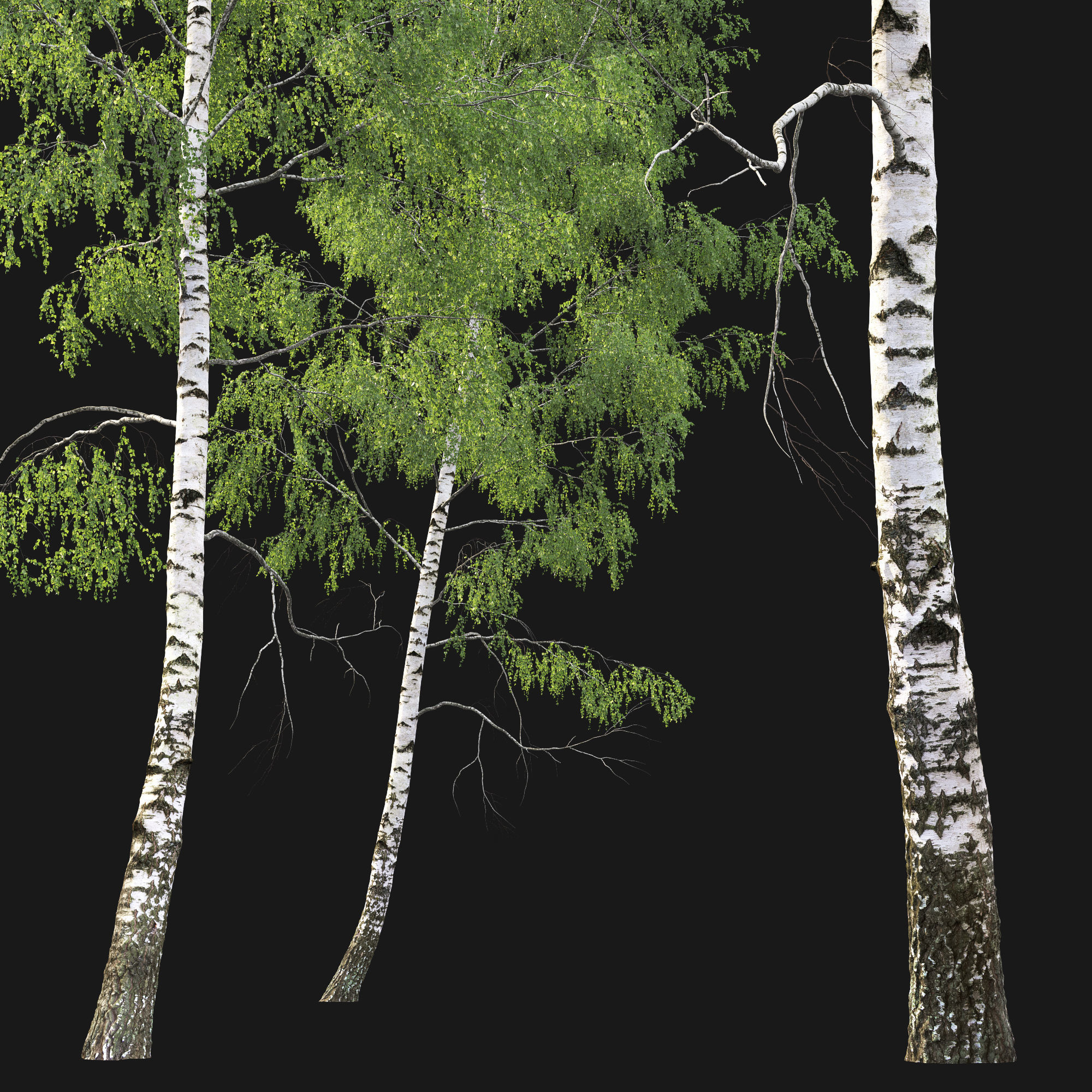 Birch forest part 05 3D model_3